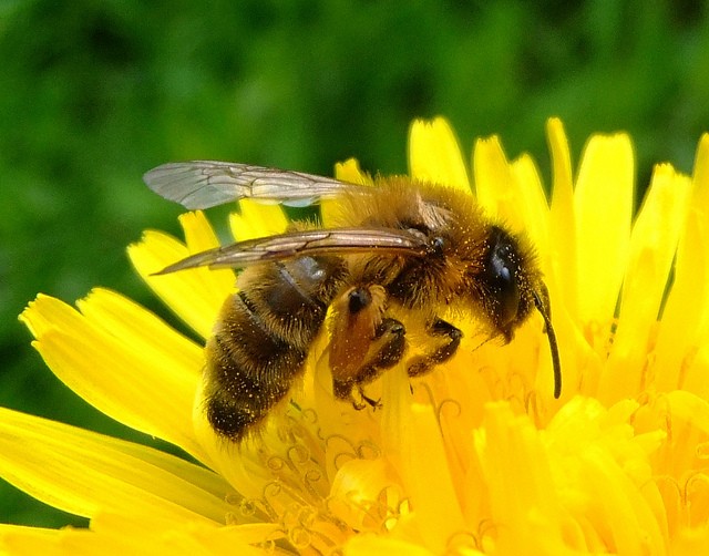 ミツバチと出会おう！Bee Happy！