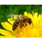 ミツバチと出会おう！Bee Happy！