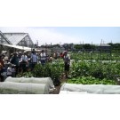 東京で農業！2014